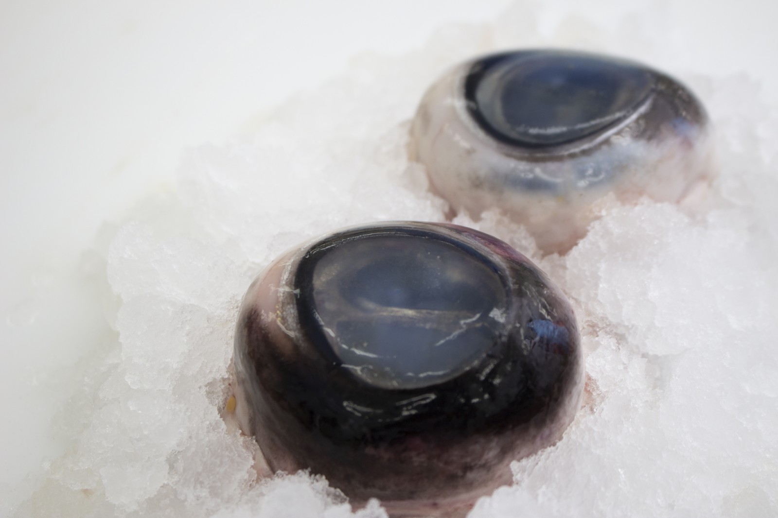Fresh or Chilled Yellow Fin Tuna Eyes (Vacuum Packed) Ocean Seafood Pte. Ltd.